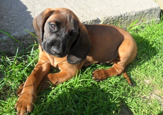 Už doma na  Kysuciach - DONAR z Hradištnice