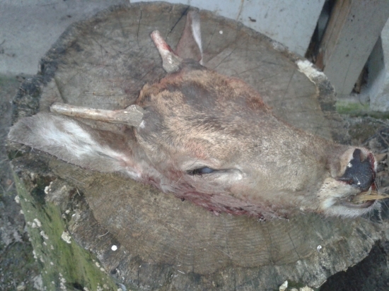 Daniel I.VT.-úhyn po autonehode 21.3.2014