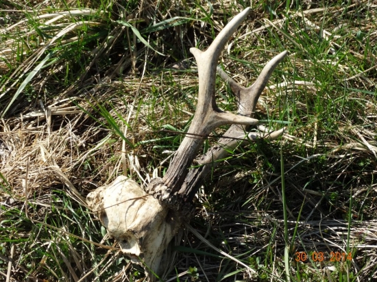 Mohla to byť dobrá trofej