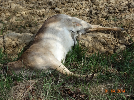 Trofejou sa chváli niekto iný
