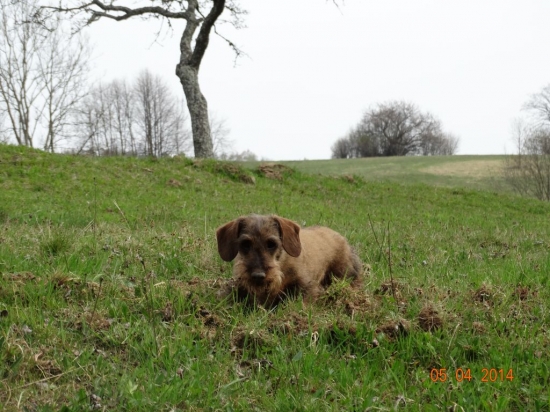 Malá-veľká trpaslíčka