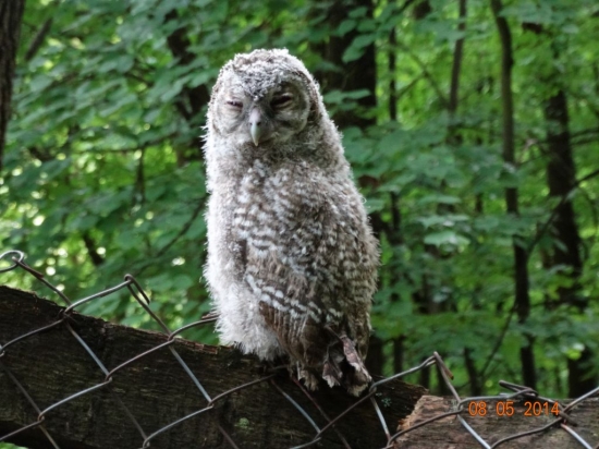 Sedím na plote a je mi dobre.....