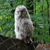 Sedím na plote a je mi dobre.....