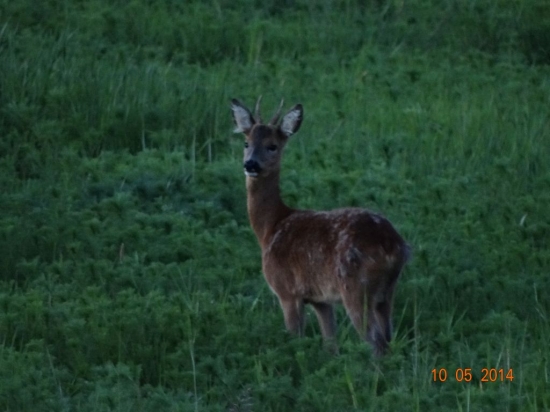 Ešte mám trochu zimnej srsti