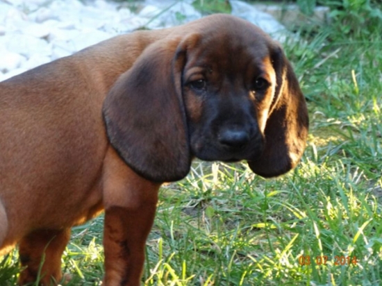 Mám 8-týždňov a nový domov