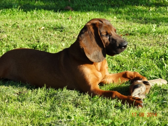 Strašne zamyslené šteniatko