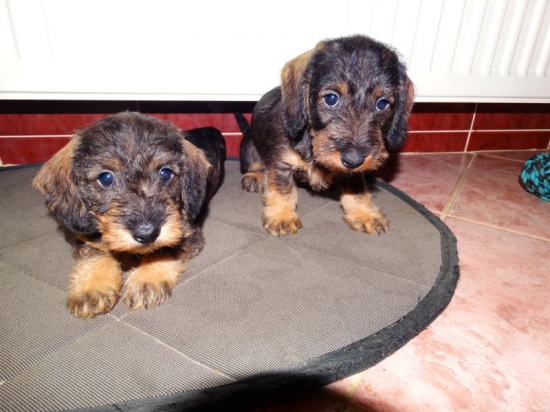 Strašne zamyslené šteniatka.