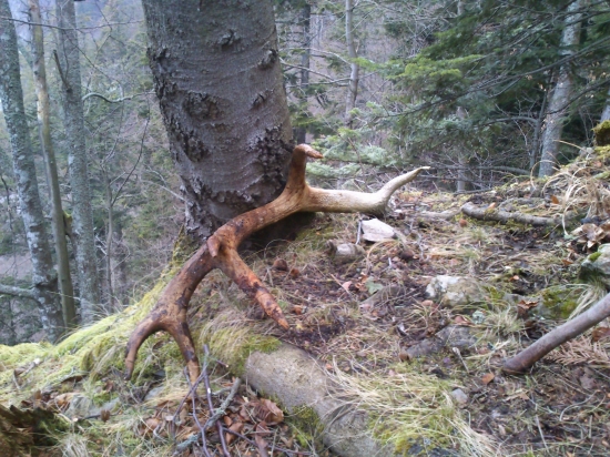 Trojkralovy-5- ročný