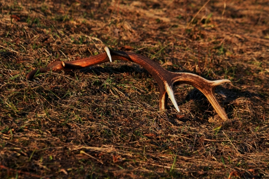 cestou na lov prasiatok