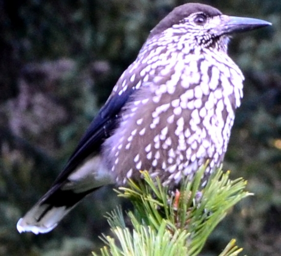 orešnica perlovaná