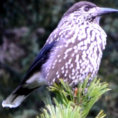 orešnica perlovaná