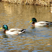 proti prúdu Levočského potoka