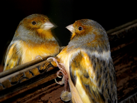 zrkadielko...kto je najkrajší...?