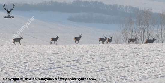 7 statočných