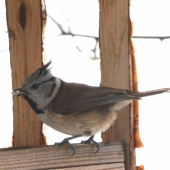 plachá sýkorka chocholatá v kŕmidle
