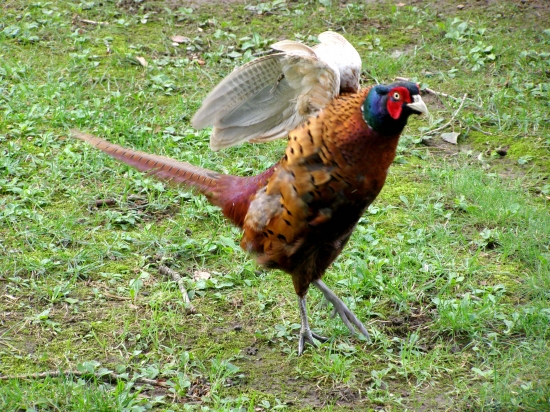 bažant poľný