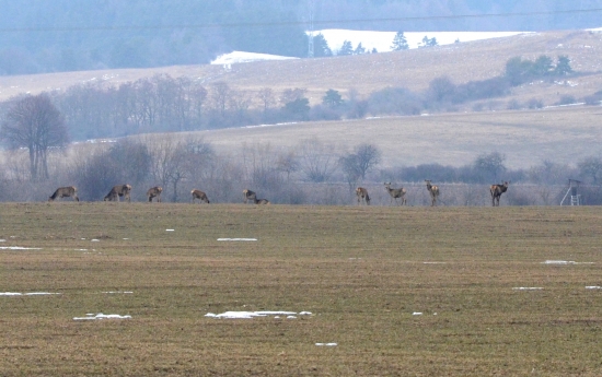 jelenia zver