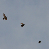 útočná formácia škorcov