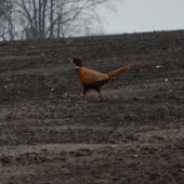 kedy sa to zazelená?