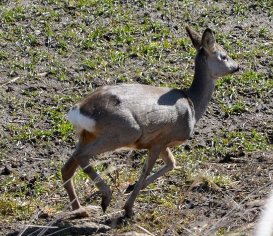 koniec fotenia