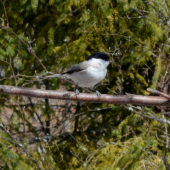 sýkorka lesklohlavá