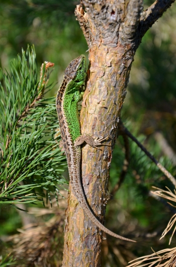 samec jašterice krátkohlavej