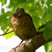 mladý drozd čvikotavý