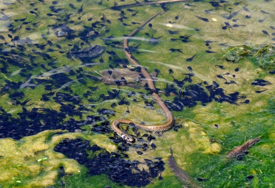 užovka hoduje na žubrienkach