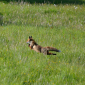 redbull dáva krídla...