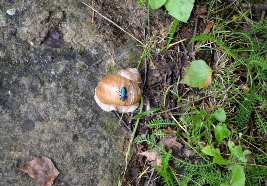 na návšteve u slimáka