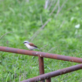 strakoš červenochrbtý