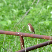 kolibkárik čipčavý?