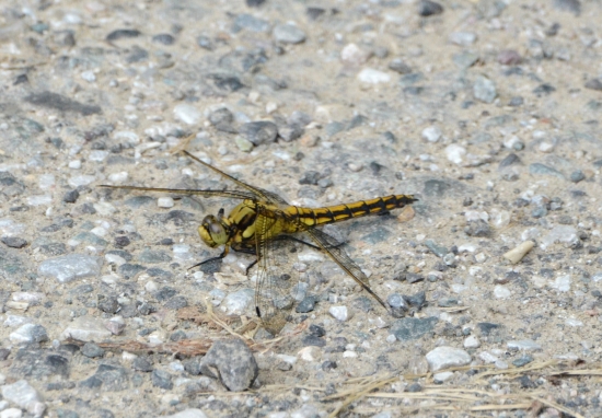 bojový vrtulník...