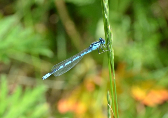 dokonalá štíhlosť