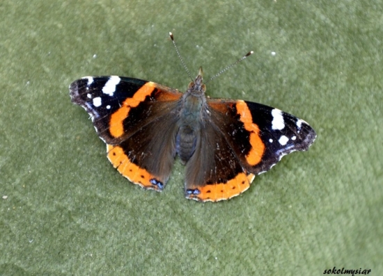 babôčka na fotelke