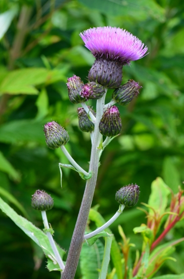 tatranský krásavec