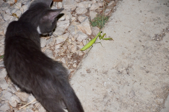 mačka versus modlivka