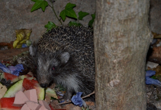 ježko z Chorvátska