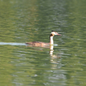 potápka chocholatá