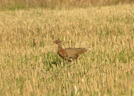 bažantica