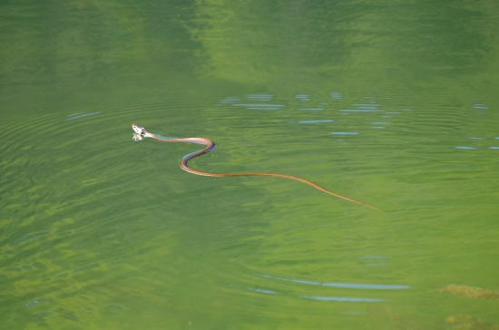 dvojhlavá užovka :-D