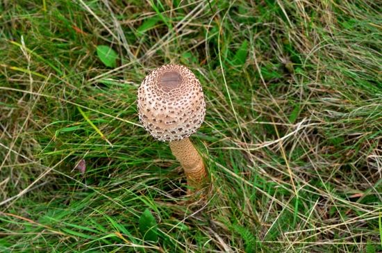 jediná, čo neušla