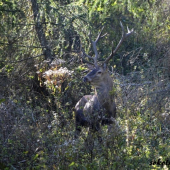 dnešný fotolov :-D