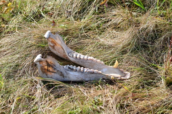 ako diviakovi padla sánka