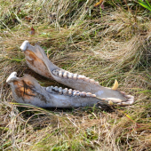 ako diviakovi padla sánka