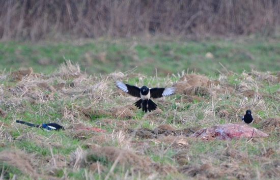 keď poľovníci neupracú :-D