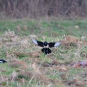 keď poľovníci neupracú :-D