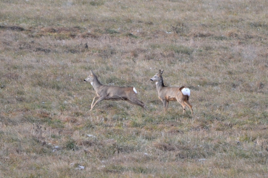 prvý sneh v Levoči
