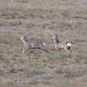 prvý sneh v Levoči