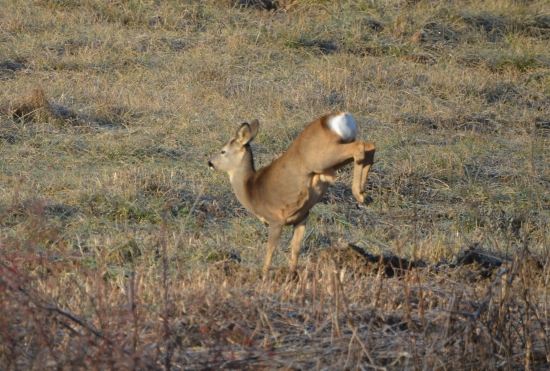chodenie na predných :-D